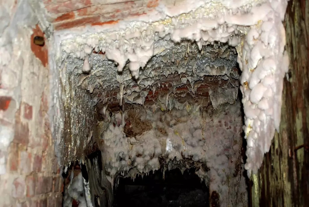 grzybnia Serpula lacrymans usuwana podczas jednego ze zleceń