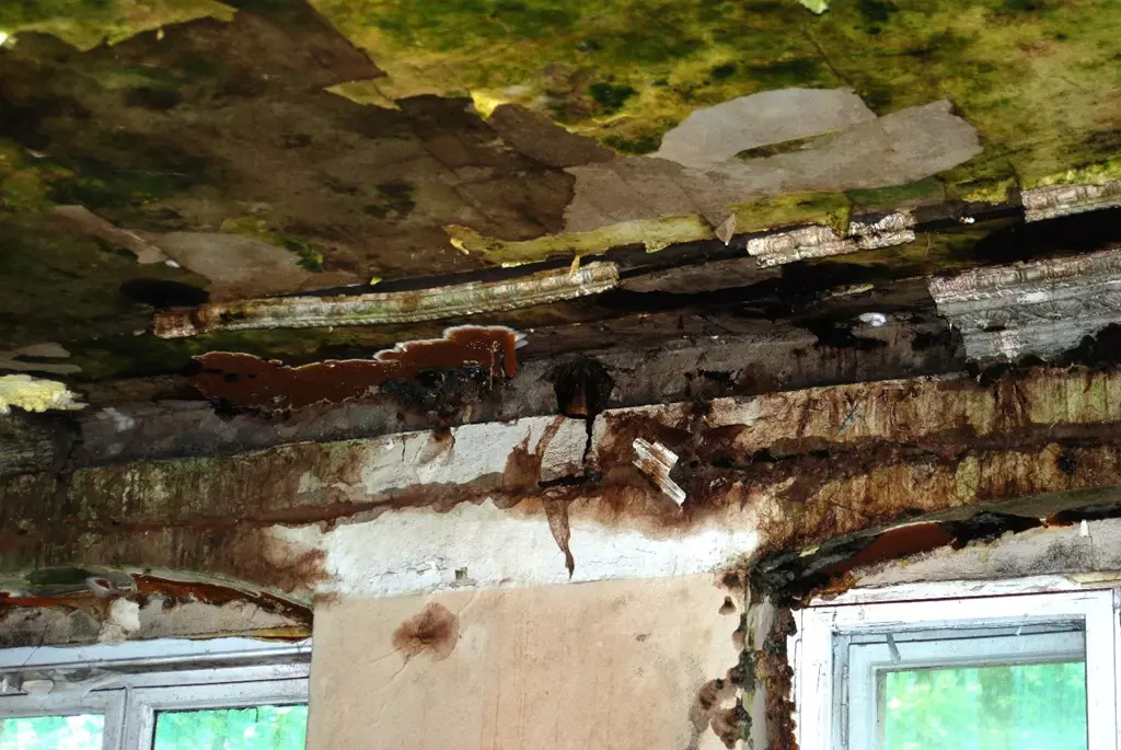 zagrzybiony sufit - jedno z naszych zleceń wykonane w Poznaniu
